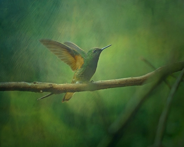 hummingbird SEO