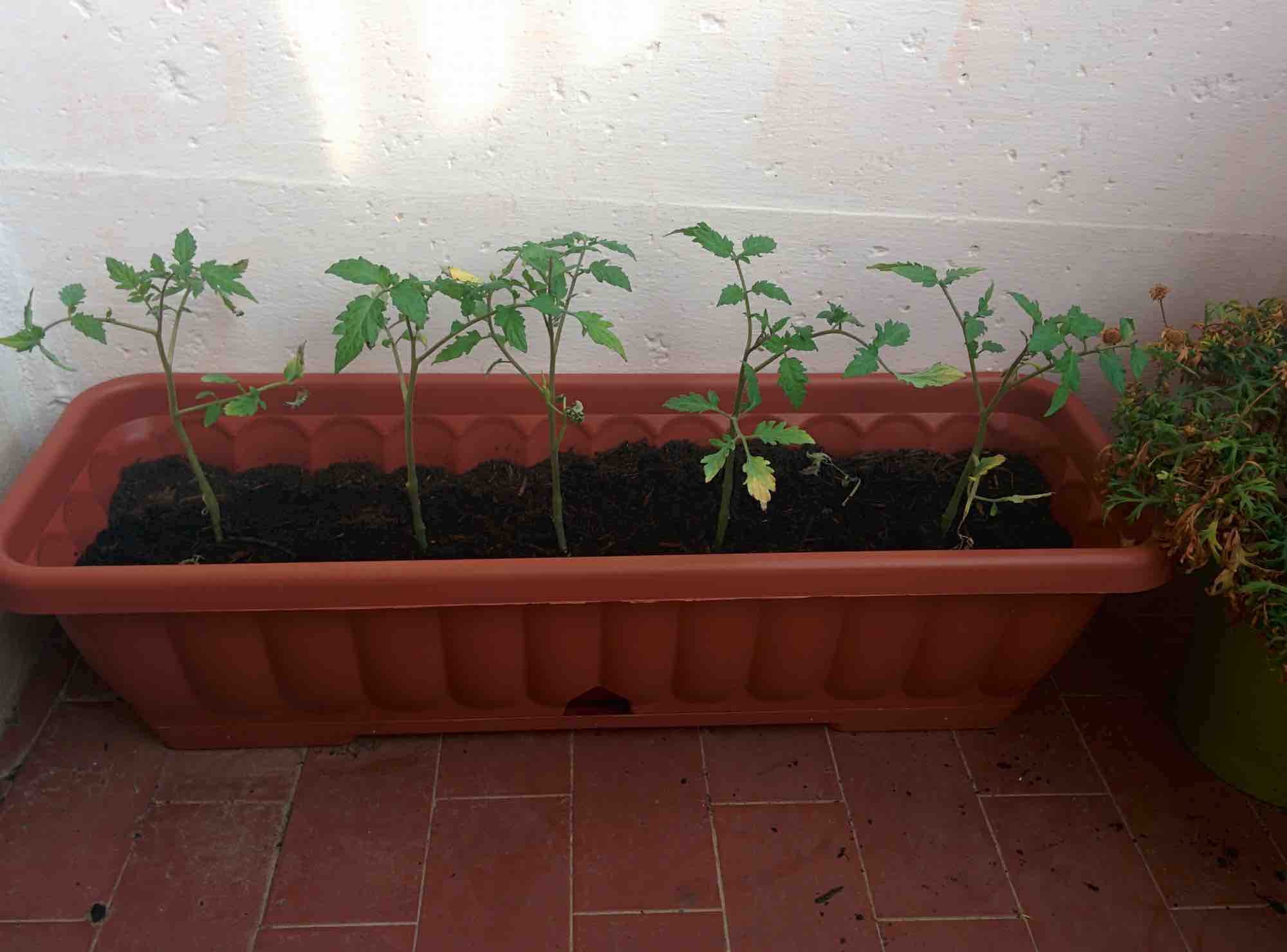 piantine pomodori