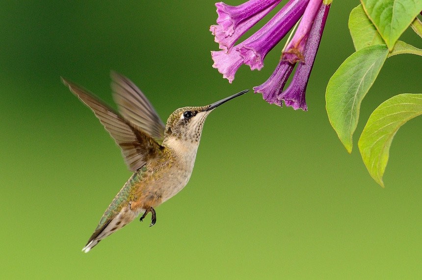 colibri seo semantica